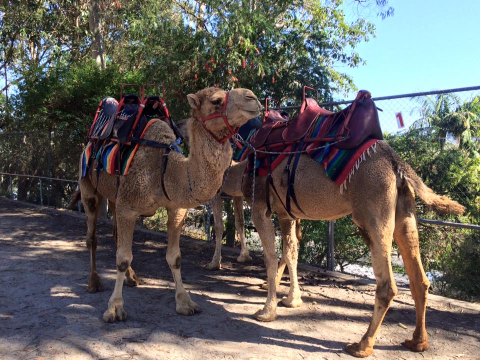 Fun Foods and Camel Rides